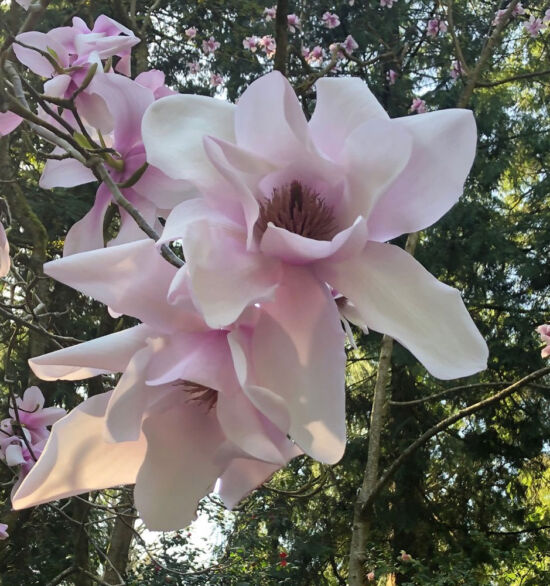Magnolia sargentiana in Rhododendron Glen Magnolia sargentiana in Rhododendron Glen