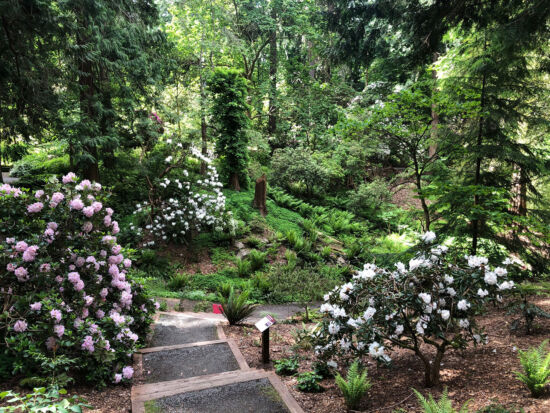Rhododendron Glen, upper stairs UWBG Rhododendron Glen upper stairs