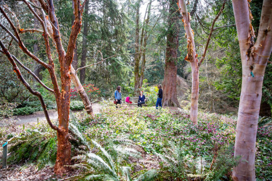 The Winter Garden, birch and maple UWBG Winter Garden, birch and maple