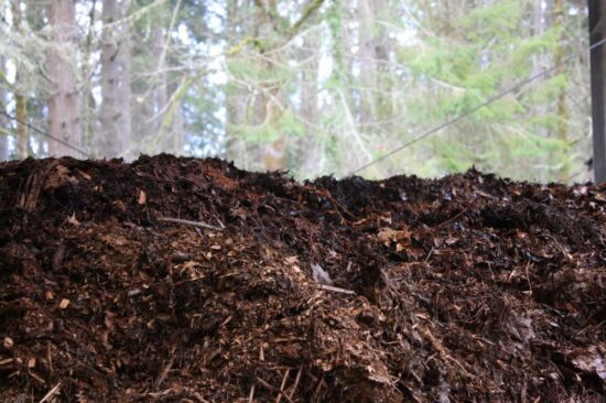 Steam rising out of compost. Even after dismantling our Aerated Static Piles (ASP), our compost piles continue to produce heat and break down organic matter. Steaming compost
