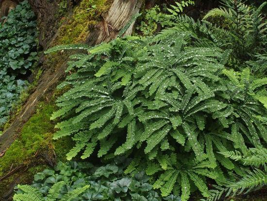 Adiantum aleuticum 'Subpumilum' at Heronswood