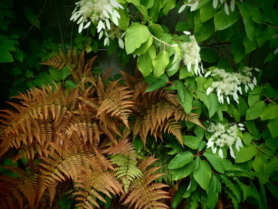 Dryopteris erythrosora, Bellevue Botanical Garden