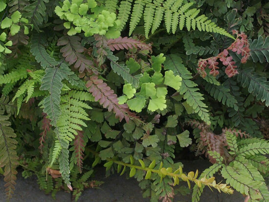 Fern Collection at the Rhododendron Species Botanical Garden Conservatory