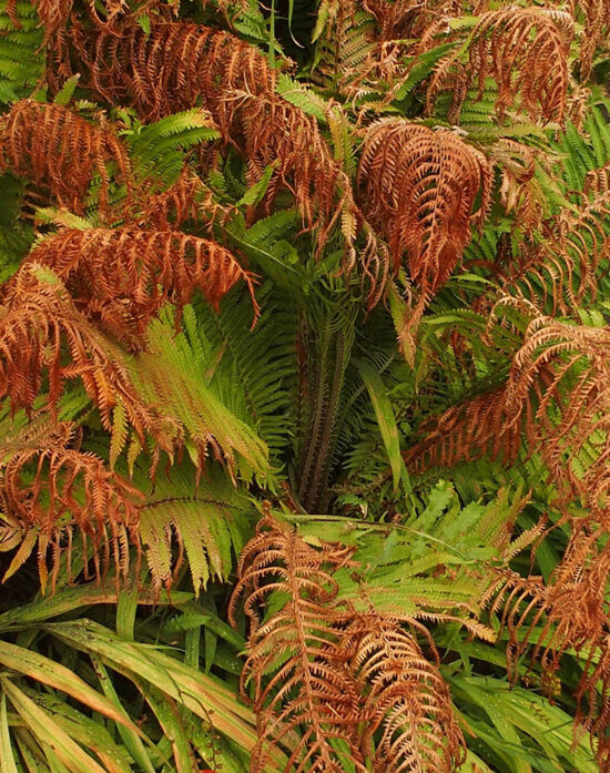 Matteuccia fertility, Bainbridge Public Library