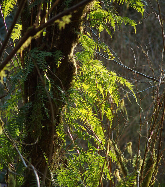 Polypodium glycyrrhiza, Bellevue Botanical Garden, winter