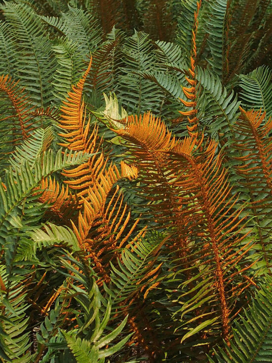 Polystichum munitum, Heronswood Garden