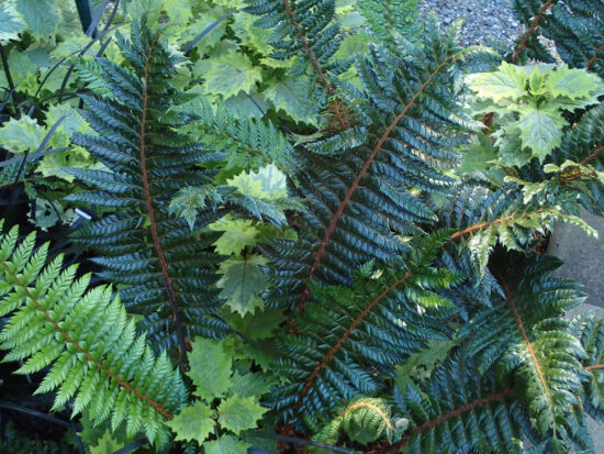 Polystichum neolobatum at Bellevue Botanical Garden