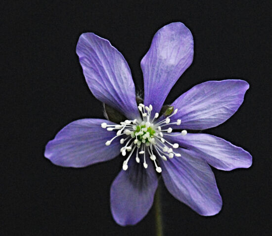 Shirley Sidell, hepaticas