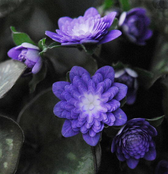 Shirley Sidell, hepaticas