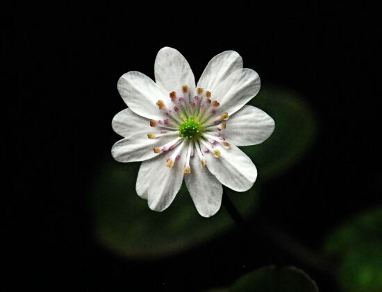 Shirley Sidell, hepaticas