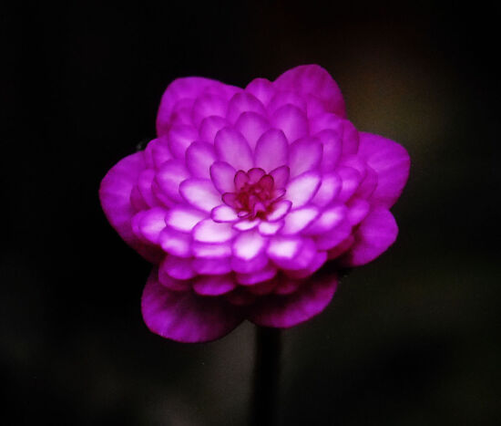 Shirley Sidell, hepaticas