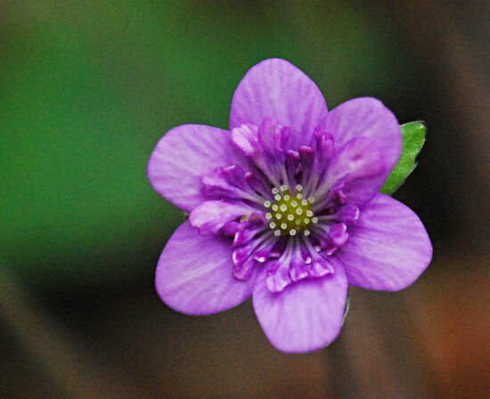 Shirley Sidell, hepaticas