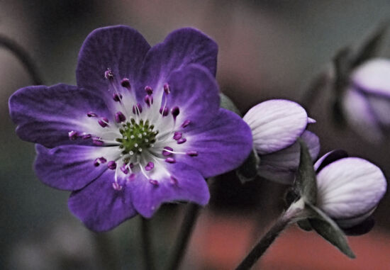 Shirley Sidell, hepaticas