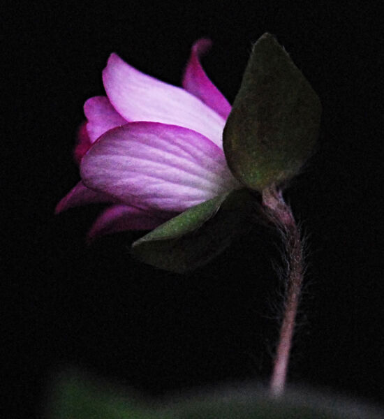 Shirley Sidell, hepaticas