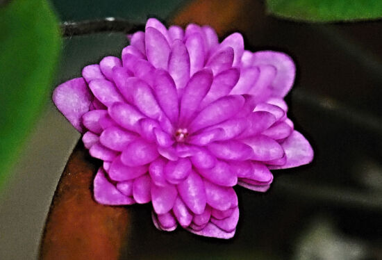 Shirley Sidell, hepaticas