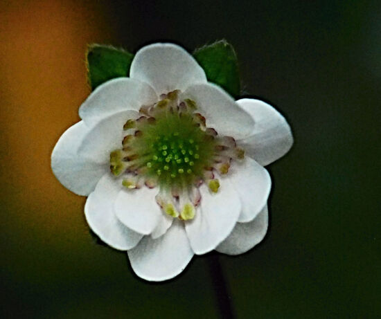 Shirley Sidell, hepaticas