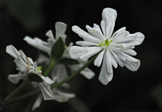 Shirley Sidell, hepaticas