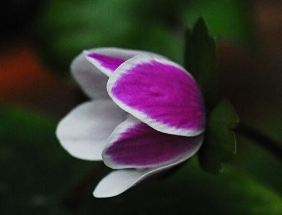 Shirley Sidell, hepaticas