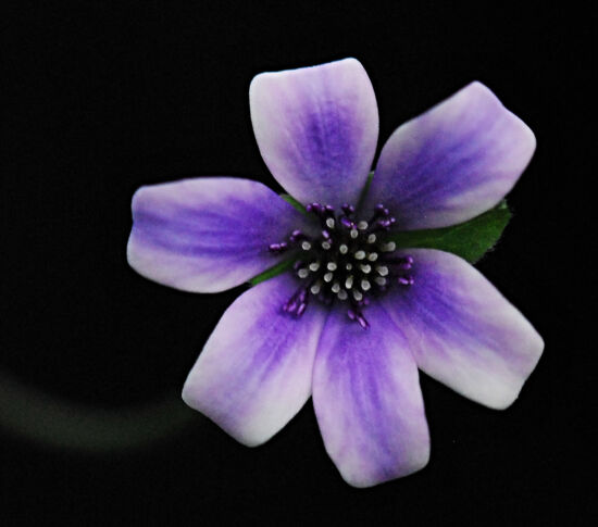 Shirley Sidell, hepaticas