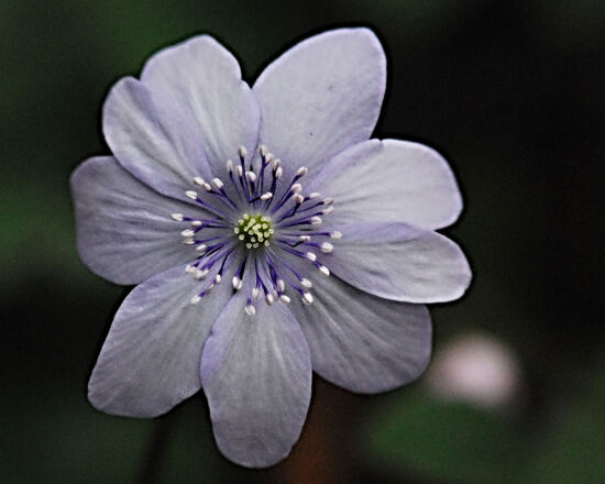 Shirley Sidell, hepaticas