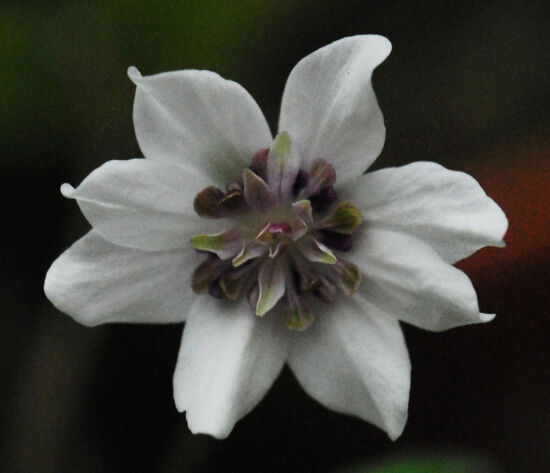 Shirley Sidell, hepaticas