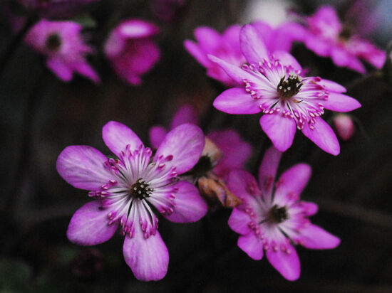 Shirley Sidell, hepaticas