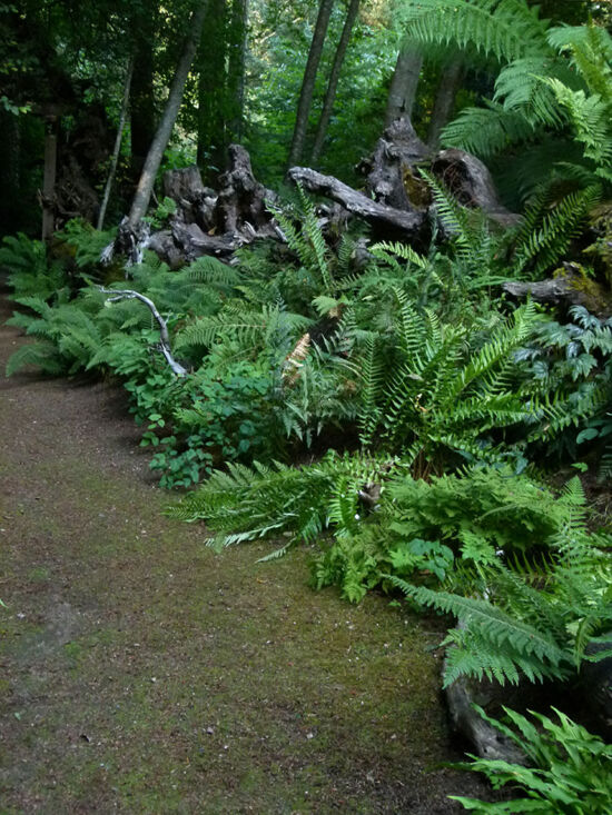 Stumpery at the Rhododendron Species Botanical Garden