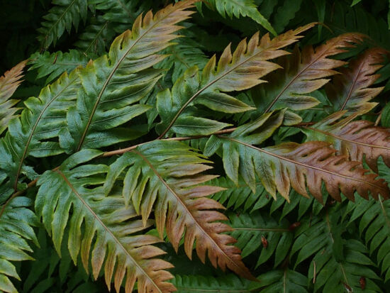 Woodwardia unigemmata, Bellevue Botanical Garden