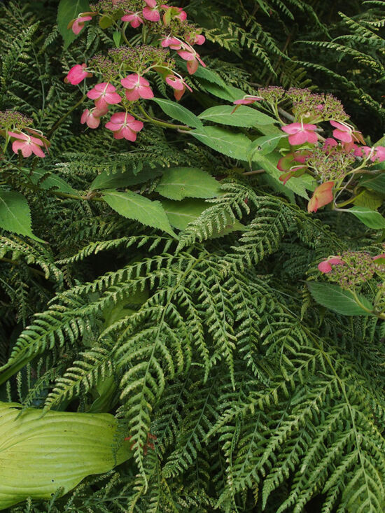 Dryopteris dilatata 'Recurvata' at Bellevue Botanical Garden