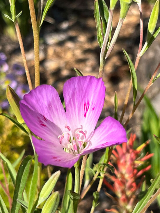 <em>Clarkia amoena</em> ssp. <em>lindleyi</em> Clarkia amoena ssp. lindleyi