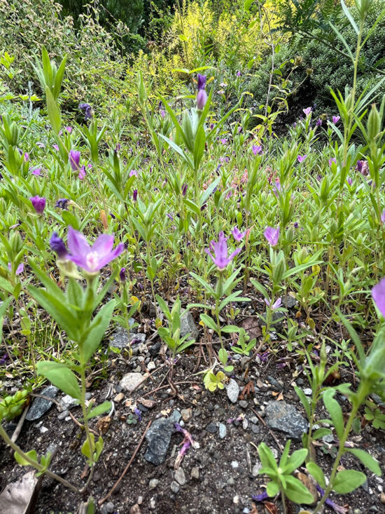 <em>Clarkia purpurea</em> Clarkia purpurea