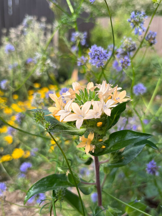 <em>Collomia grandiflora</em> Collomia grandiflora