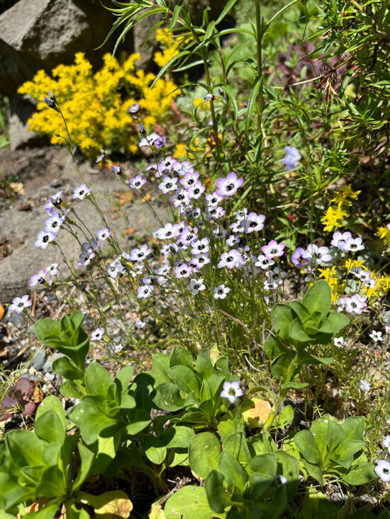 <em>Gilia tricolor</em> Gilia tricolor