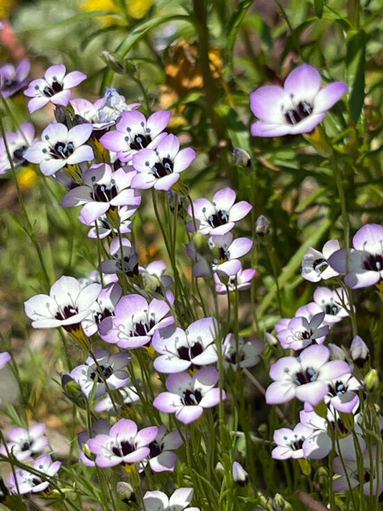 <em>Gilia tricolor</em> Gilia tricolor