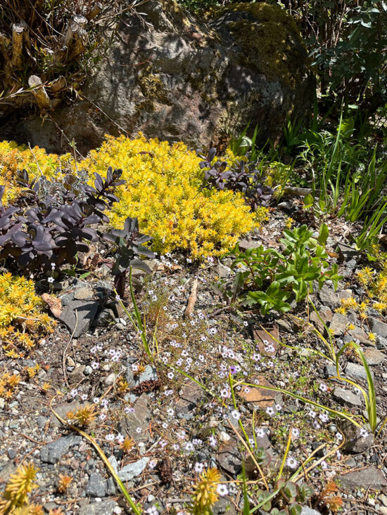 <em>Gilia tricolor</em> Gilia tricolor