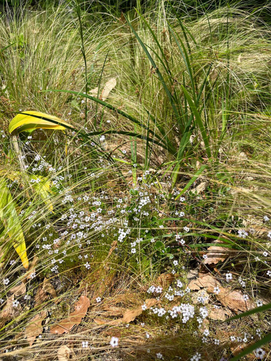 <em>Gilia tricolor</em> Gilia tricolor