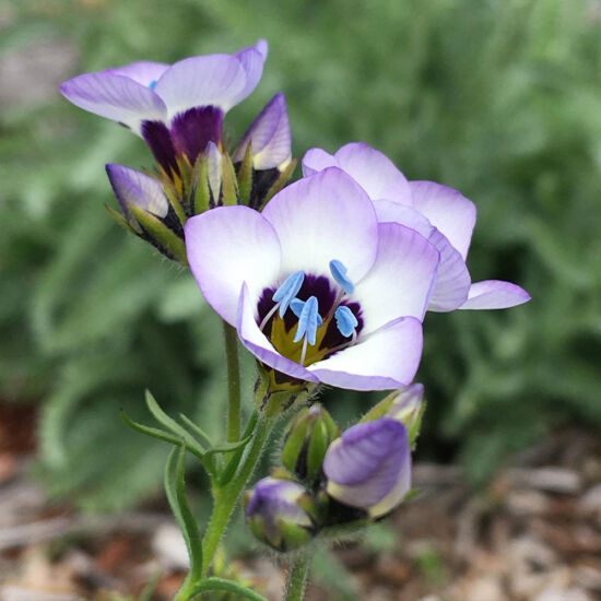 <em>Gilia tricolor</em> Gilia tricolor