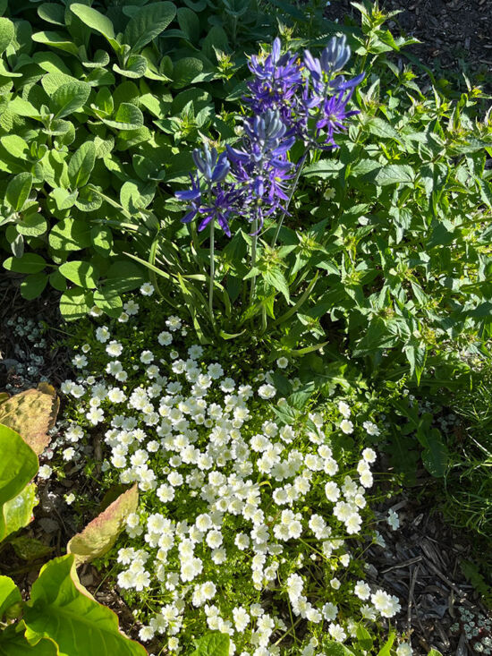 <em>Limnanthes nivea alba</em> Limnanthes nivea alba