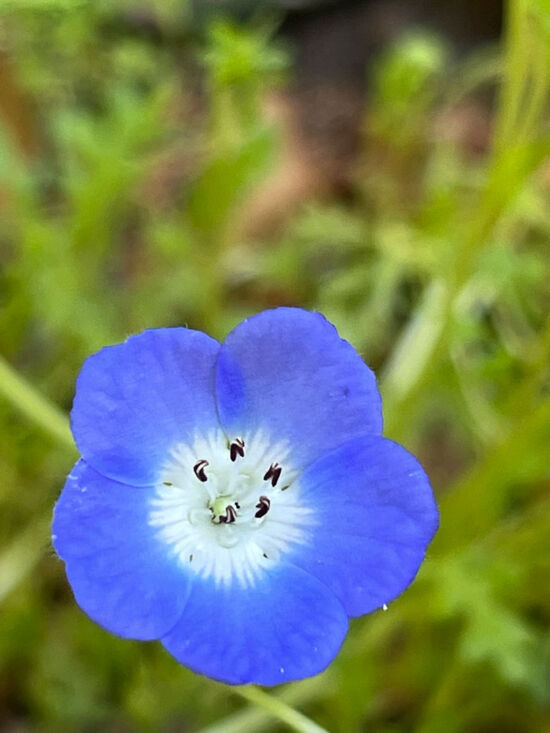 <em>Nemophila menziesii</em> Nemophila menziesii