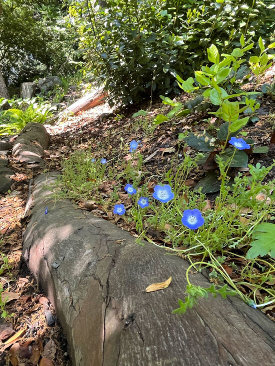 <em>Nemophila menziesii</em>