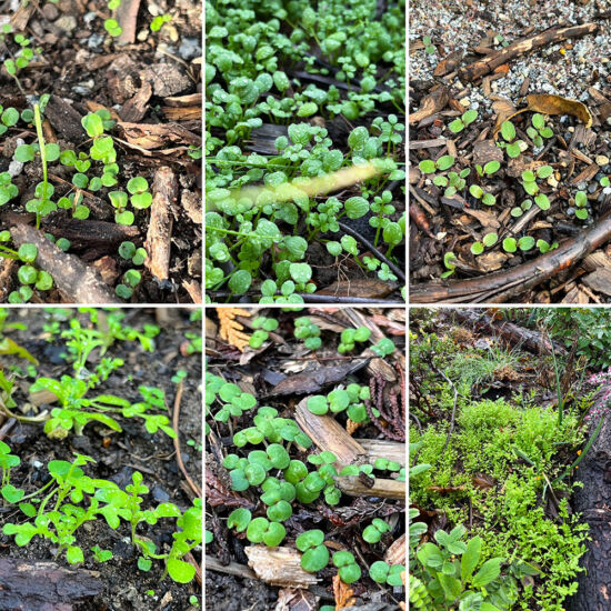 Wildflower seedlings at the Miller Garden Wildflower seedlings at the Miller Garden
