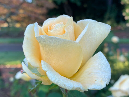 Peach Tree Circle Rose.