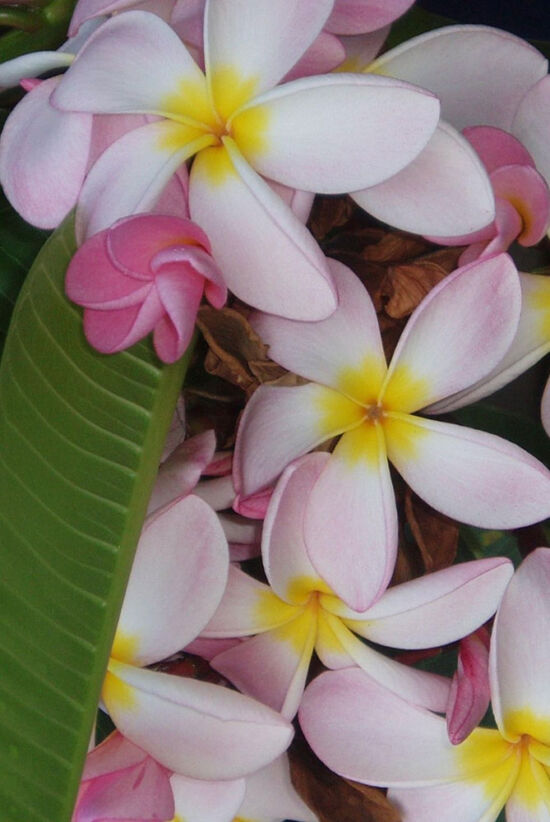 Plumeria, Hawaii