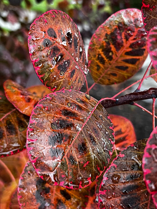 Smoke bush leaves in autumn