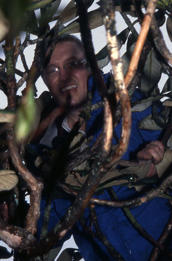 Steve Hootman harvesting a truss from R. basilicum