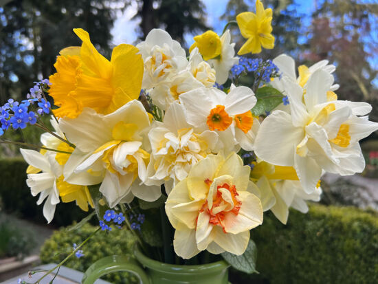 Daffodils