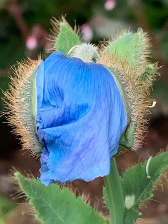 Blue Poppy. PNW.