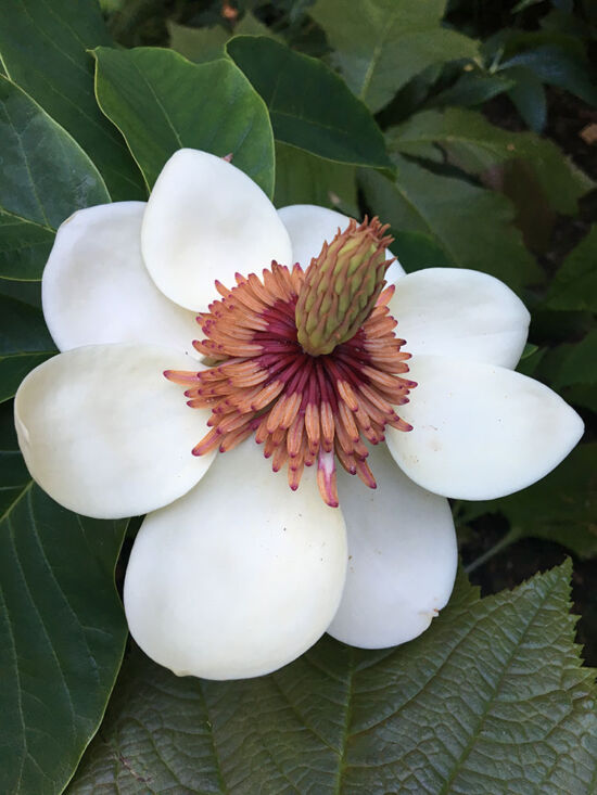 Magnolia x wieseneri