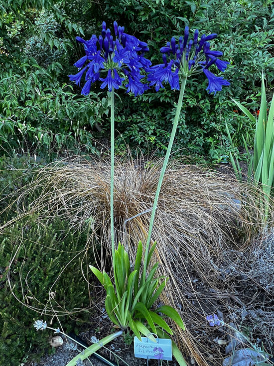 Agapanthus 'Sue Nevler'