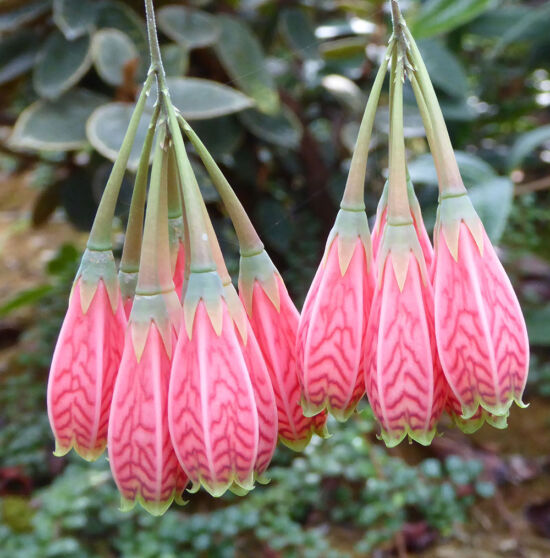 A new species of Agapetes I collected in the eastern Himalaya